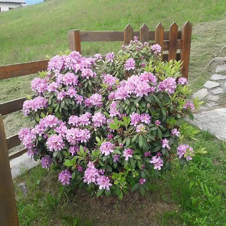 Luci Сasa de vacaciones